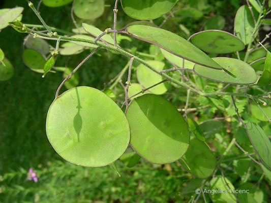 Lunnaria annica - Silberblatt, unreife Früchte  © Mag. Angelika Ficenc