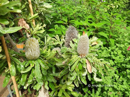 Banksia serrata  © Mag. Angelika Ficenc