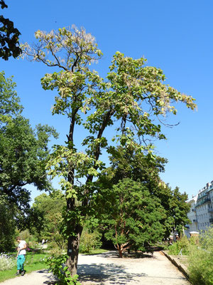 Catalpa bungei var. bungei  © Mag. Angelika Ficenc