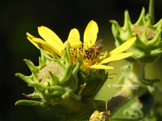 Silphium laciniatum © Mag. Angelika Ficenc