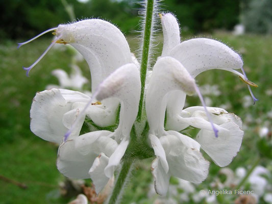 Lamium argenta - Silbersalbei, Blütenquirl  © Mag. Angelika Ficenc