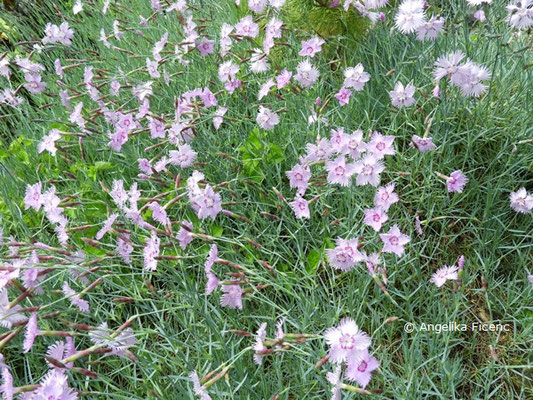 Dianthus uralensis - Ural Nelke,   © Mag. Angelika Ficenc