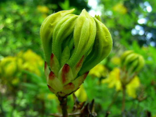 Rhododendron luteum  © Mag. Angelika Ficenc