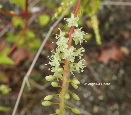 Anredera cordifolia  © Mag. Angelika Ficenc