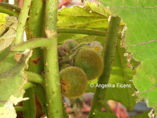 Solanum quitoense © Mag. Angelika Ficenc