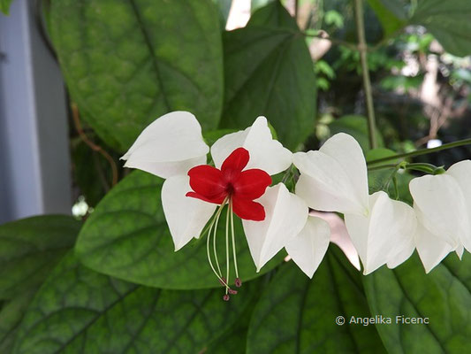 Clerodendrum thomsonie © Mag. Angelika Ficenc