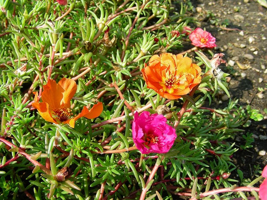 Portulaca grandiflora - Portulakröschen  © Mag. Angelika Ficenc