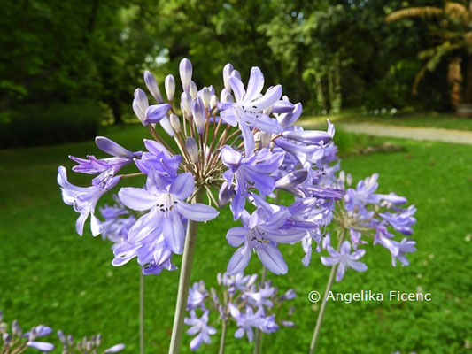 Agapanthus "Liliput"  © Mag. Angelika Ficenc