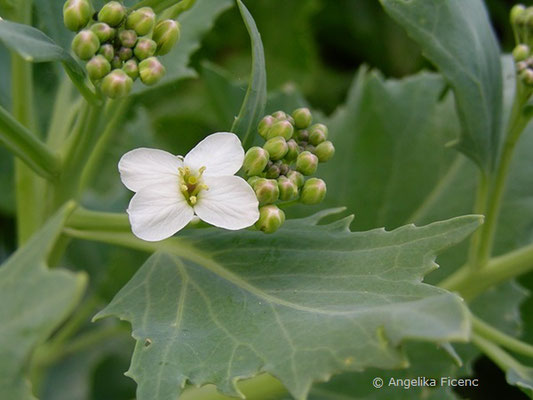 Crambe maritima - Meerkohl,   © Mag. Angelika Ficenc