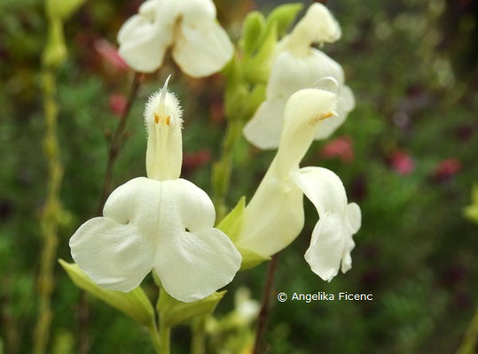 Salvia greggii alba  © Mag. Angelika Ficenc