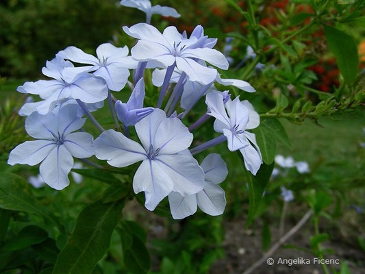 Plumbago auriculata - Bleiwurz  © Mag. Angelika Ficenc