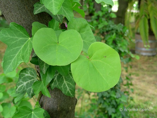 Cercis siliquastrum - Gewöhnlicher Judasbaum, © Mag. Angelika Ficenc