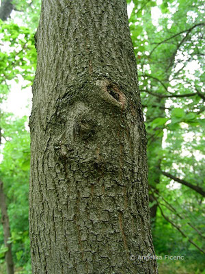 Cercis siliquastrum - Gewöhnlicher Judasbaum, © Mag. Angelika Ficenc