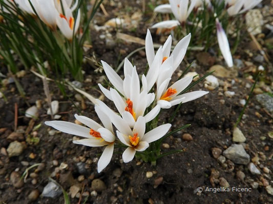 Crocus fleischeri - Taurus Krokus   © Mag. Angelika Ficenc