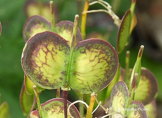 Bicutella laevigata - Spaltfrucht  © Mag. Angelika Ficenc