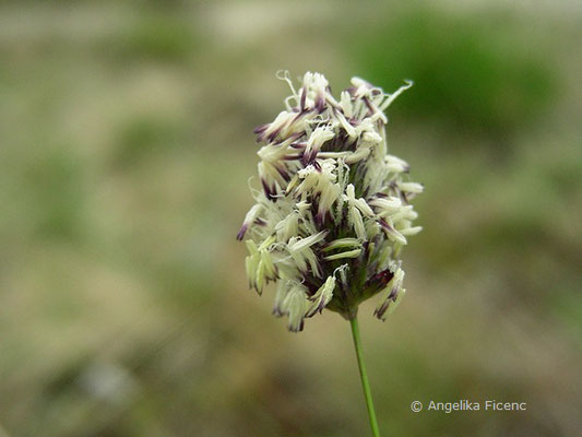 Sesleria sadleriana - Pannonisches Blaugras, Blütenstand  © Mag. Angelika Ficenc