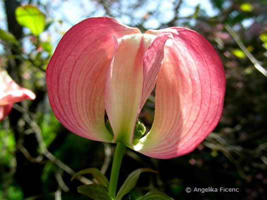 Cornus florida,     © Mag. Angelika Ficenc