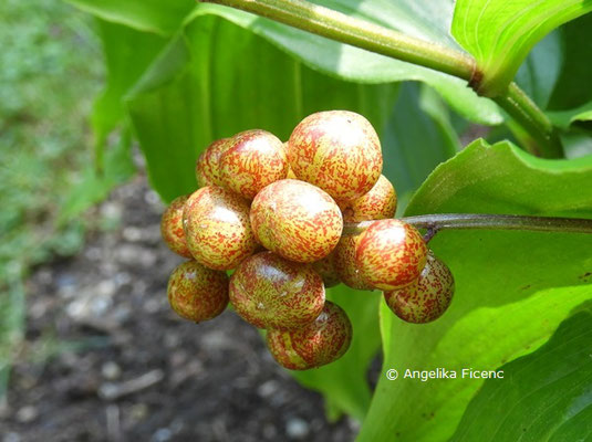 Maianthemum racemosum     © Mag. Angelika Ficenc