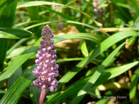 Liriope muscari  © Mag. Angelika Ficenc