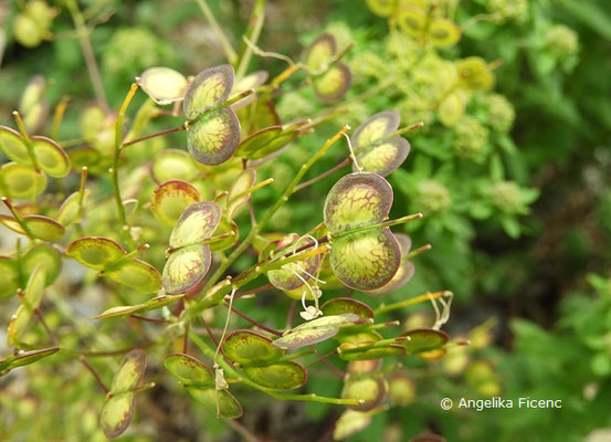 Bicutella laevigata - Spaltfrüchte  © Mag. Angelika Ficenc