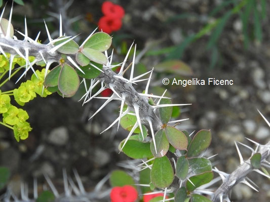 Euphorbia milii © Mag. Angelika Ficenc