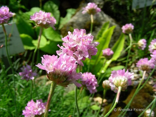 Armeria junipifolia - Wacholder Grasnelke,   © Mag. Angelika Ficenc