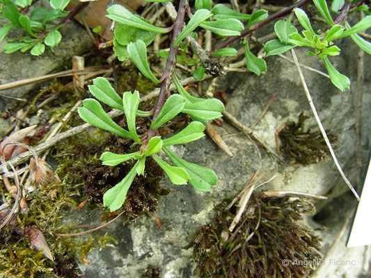 Globularia cordifolia - Herzblatt Kugelblume,   © Mag. Angelika Ficenc