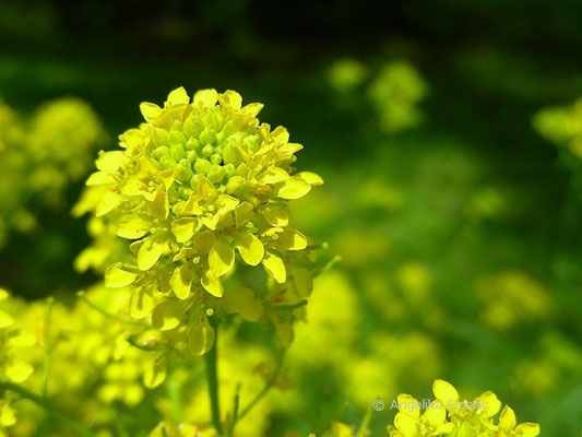 Sisymbrium austriacum - Österreichische Rauke  © Mag. Angelika Ficenc