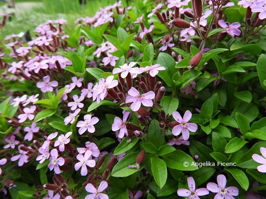 Saponaria ocymoides - Kleines Seifenkraut  © Mag. Angelika Ficenc