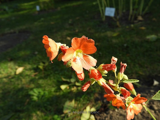 Sphaeralcea coccinea - Kugelmalve  © Mag. Angelika Ficenc