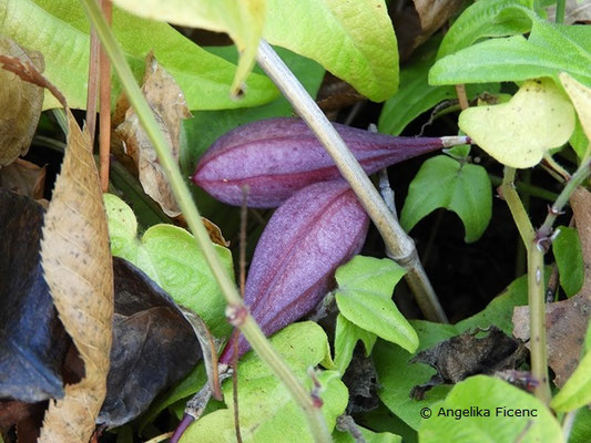 Passiflora capsularis   © Mag. Angelika Ficenc