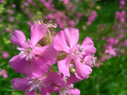 Lychnis viscaria - Gewöhnliche Pechnelke  © Mag. Angelika Ficenc