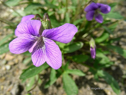Viola pedatifida - Prärieveilchen  © Mag. Angelika Ficenc