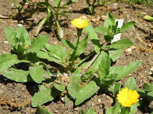 Osteospermum ecklonis  © Mag. Angelika Ficenc