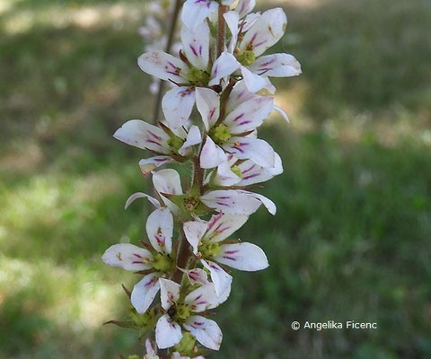 Francoa sonchifolia  © Mag. Angelika Ficenc