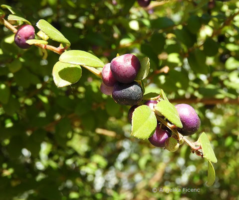 Myrsine africana - Myrsine, Früchte  © Mag. Angelika Ficenc