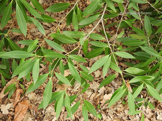 Phillyrea latifolia - Breitblättrige Steinlinde  © Mag. Angelika Ficenc