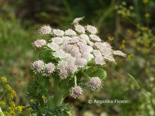 Seseli gummiferum © Mag. Angelika Ficenc