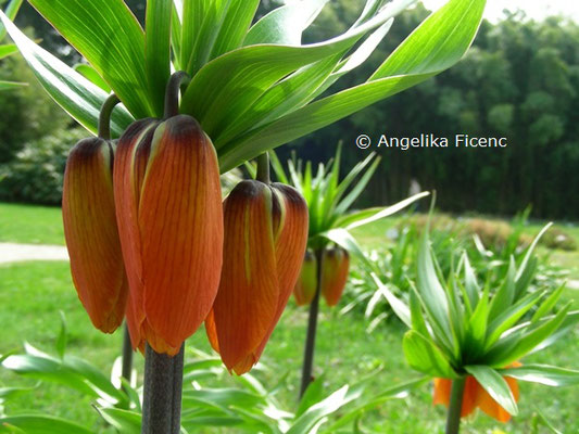 Fritillaria imperialis  © Mag. Angelika Ficenc