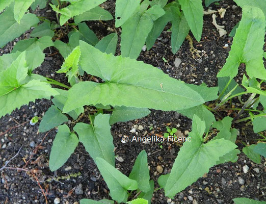 Senecio suaveolens  © Mag. Angelika Ficenc