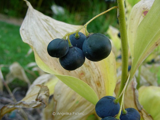 Polygonatum odoratum - Salomonsiegel, Früchte  © Mag. Angelika Ficenc