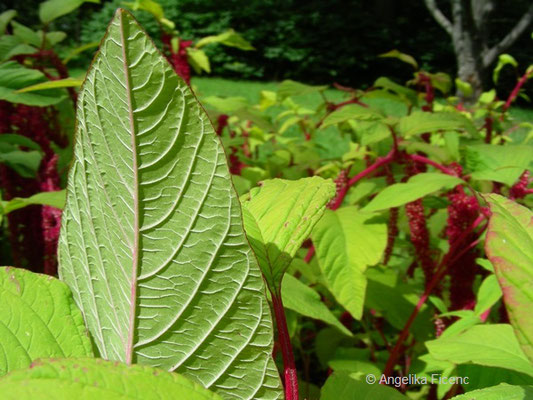 Amaranthus caudatus - Garten Fuchsschwanz, Blatt    © Mag. Angelika Ficenc