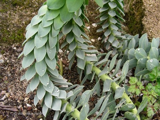 Euphorbia myrsinites - Walzen Wolfsmilch, © Mag. Angelika Ficenc