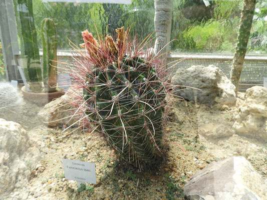 Ferocactus spec.  © Mag. Angelika Ficenc