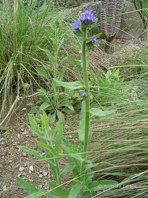 Anchusa arvensis - Acker Krummhals  © Mag. Angelika Ficenc