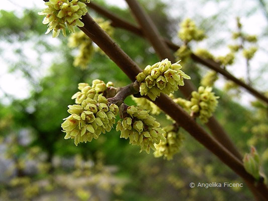 Rhus aromatica - Essigbaum,Blütenstand    © Mag. Angelika Ficenc