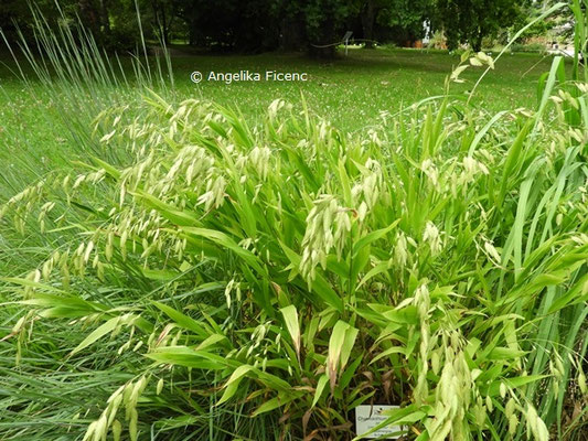 Chasmanthium latifolia  © Mag. Angelika Ficenc