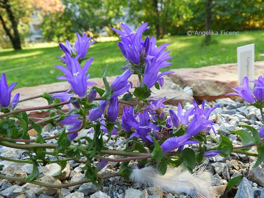 Campanula glomerata - Knäuel Glockenblume  © Mag. Angelika Ficenc