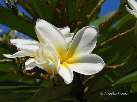 Plumeria alba, Blüte