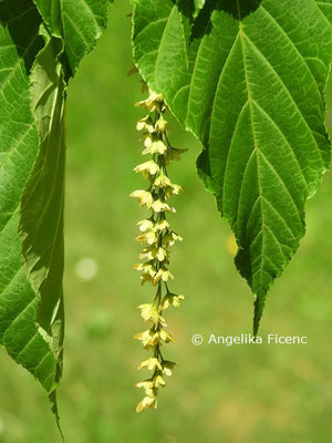 Acer davidii ssp. davidii   © Mag. Angelika Ficenc